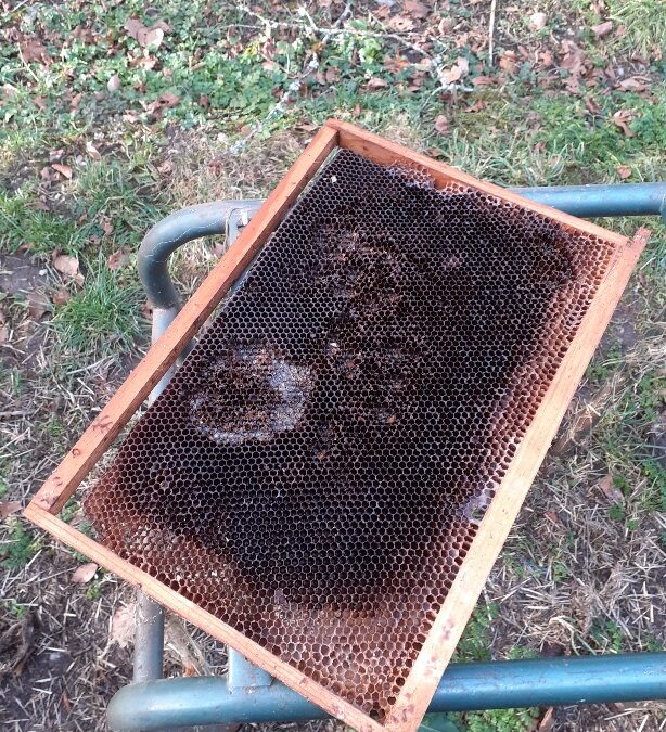 Reconditionnement des cadres de corps de ruche